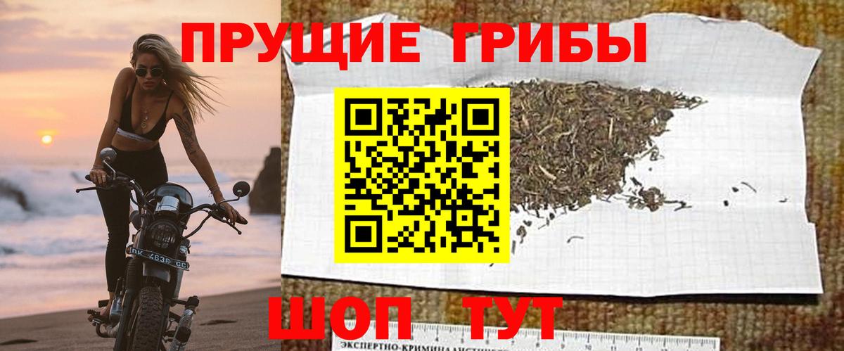Галлюциногенные грибы Psilocybine cubensis Камышлов